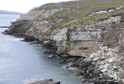 Plants found on coastal cliffs and slopes